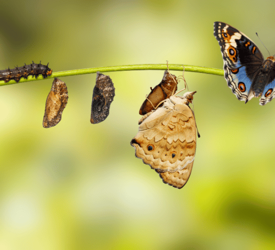 Life Cycles of Animals Quiz : Grade 3 Science Olympiad