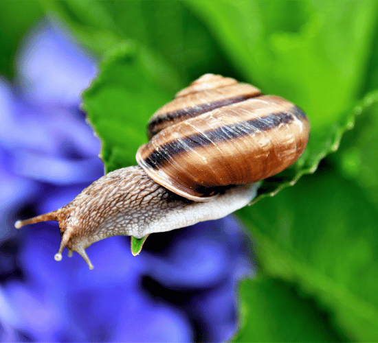 Characteristics of Living Things Quiz Test : Grade 3 Science Olympiad