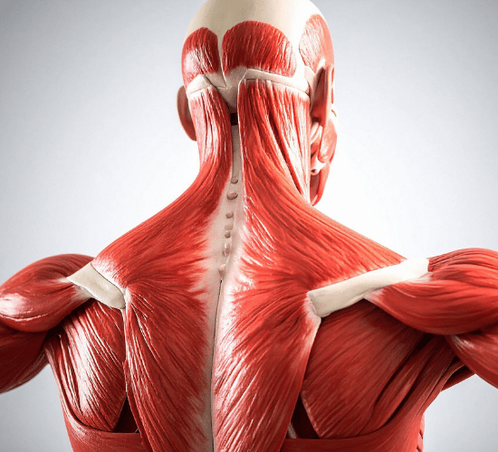 How Muscles Help Us Move Multiple Choice Questions for Grade 3 Science Olympiad