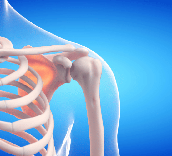 How the Skeletal System Supports Us Quiz for Grade 3 Science Olympiad