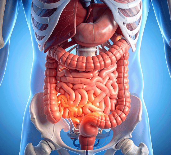 Major Organ Systems of the Human Body Quiz : Grade 3 Science Olympiad