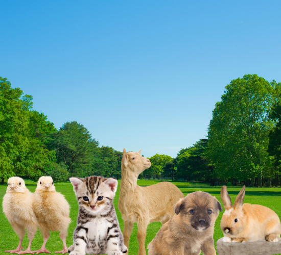 Baby Animal! Quiz