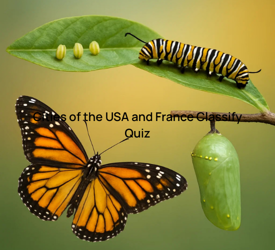 Butterfly Life Cycle Quiz