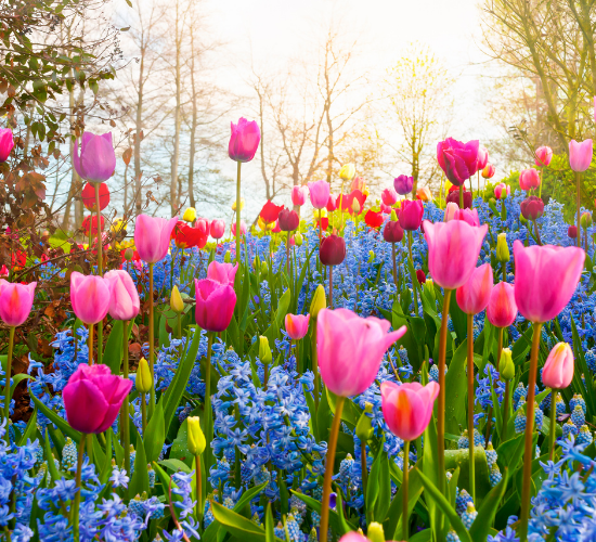 Flower Quiz