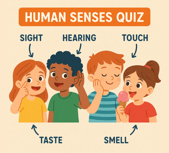 Human Senses Quiz