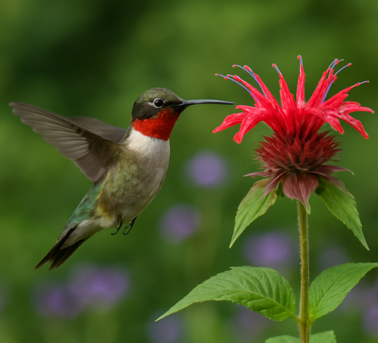 Humming Bird Drag And Drop Quiz