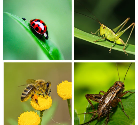 Identify Insects Quiz