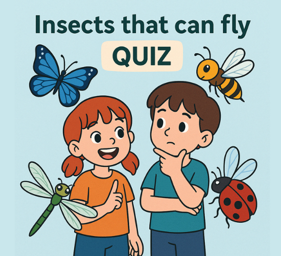 Insects that can fly Quiz