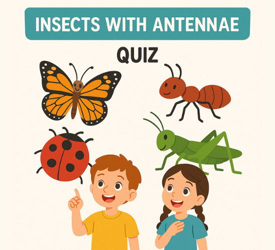 Identify These Insects with Antennae?
