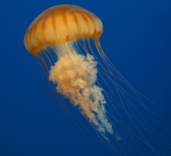 Jelly Fish Drag And Drop Quiz