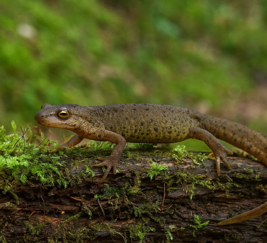 Newts Drag And Drop Quiz