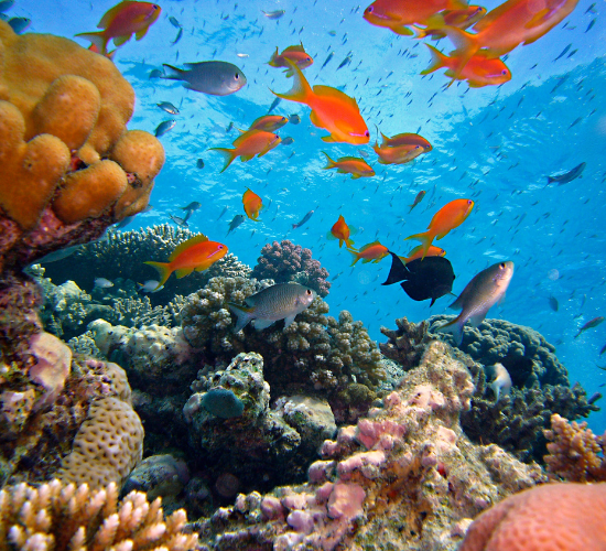 Ocean Creature Quiz