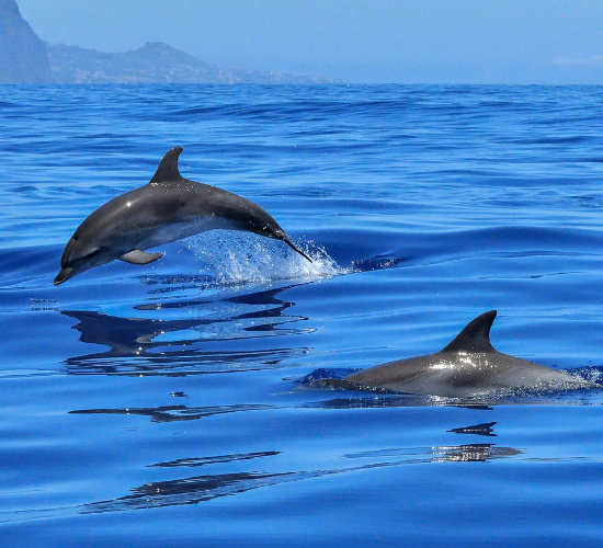 Pacific Ocean Drag And Drop Quiz