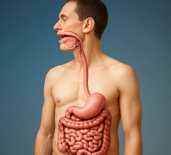Identify Parts of Human Alimentary Canal Quiz