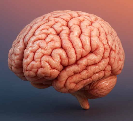 Identify Parts of Human Brain