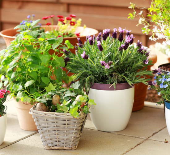 Plant and Flower Quiz