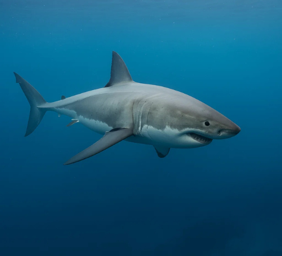 Shark Drag And Drop Quiz