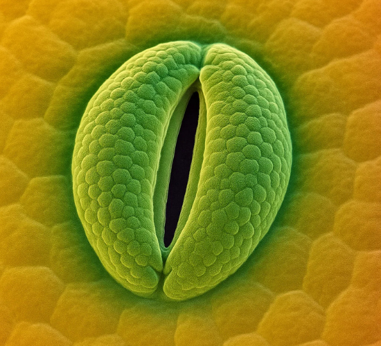 Identifying Stomatal Apparatus