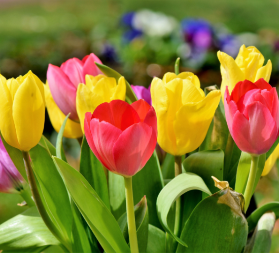 The Flower Quiz