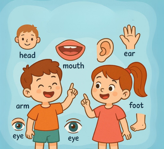 The Human Body Parts Quiz