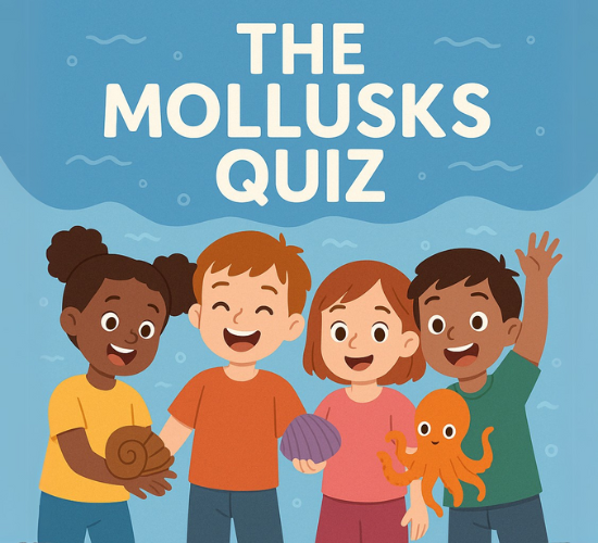 Discover the Diversity of Mollusks
