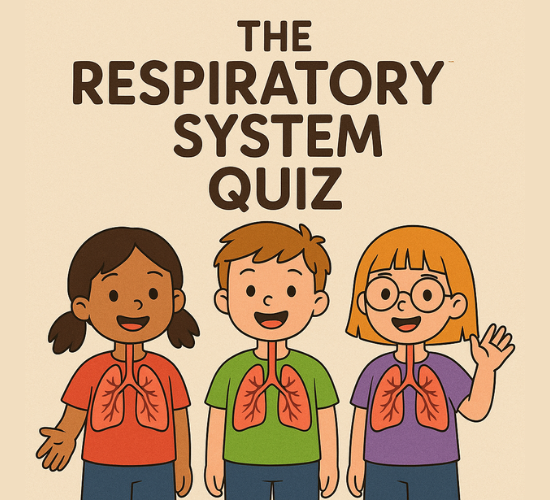 The Respiratory System Quiz