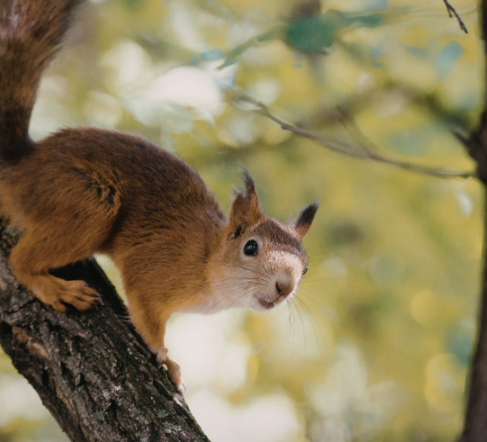 The Squirrel