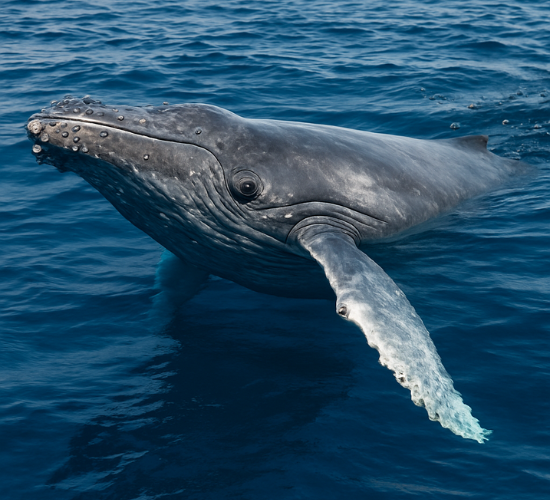 Whale Drag And Drop Quiz