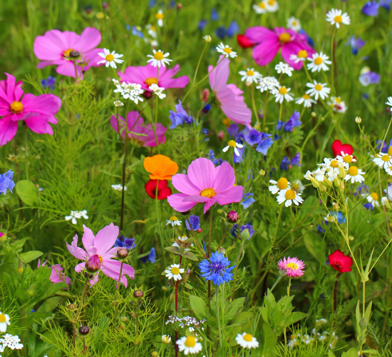 Wild Flowers in Nature Quiz