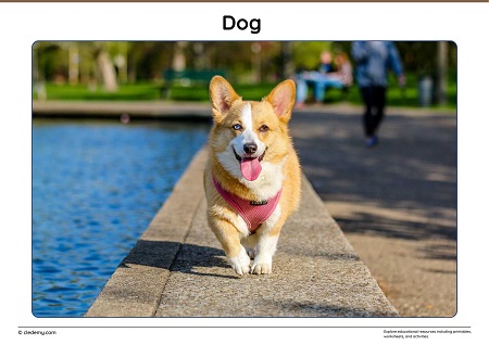 Pet Shop Display Photos