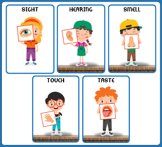 5 Senses Display Posters