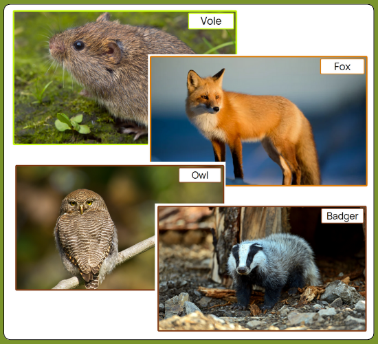 British Mammals and Wildlife - Animals Display Pictures