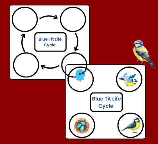 Blue Tit Life Cycle