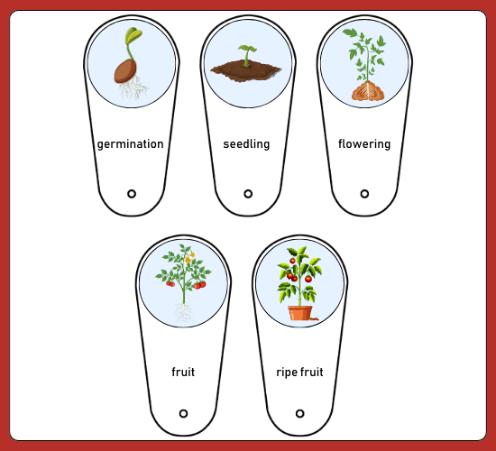 Tomato Life Cycle Fan