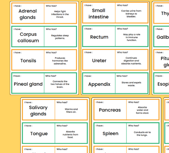 Organs and Their Functions Loop Cards