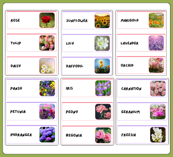Garden Plants Names and Flowers Photo Word Cards