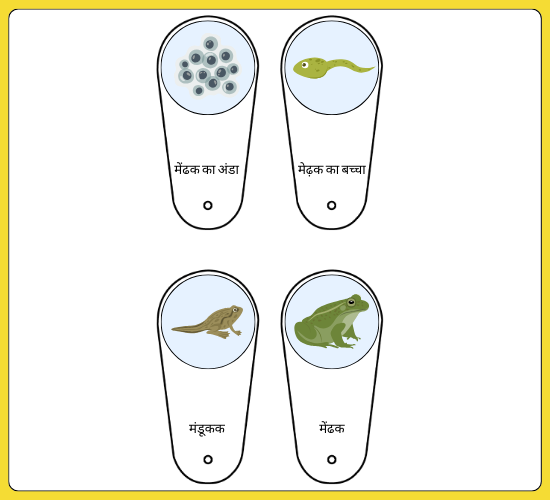 Educational Life Cycle of a Frog Fan(Hindi)