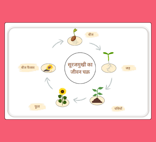 Life Cycle of a Sunflower Display Poster(Hindi)