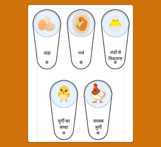 Educational Life Cycle of a Chicken Fan(Hindi)