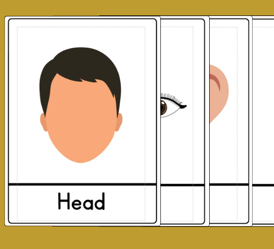 Body Parts Flashcards