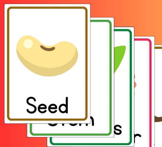 Plant Parts Flashcards