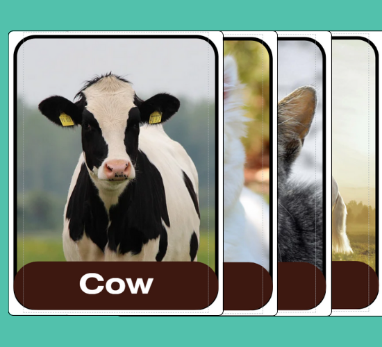 Domestic Animals Flashcards
