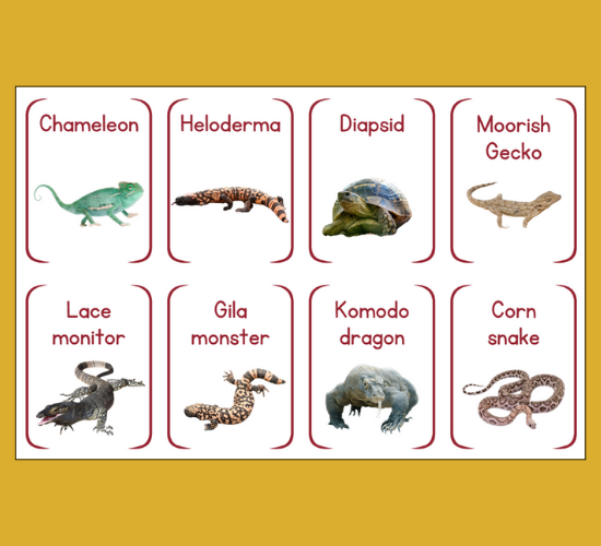 Reptiles and Amphibians Mini Flashcards