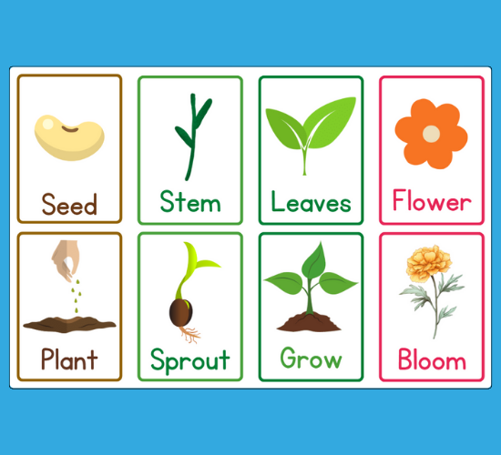Plant Parts Mini Flashcards