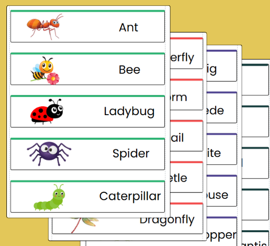 Minibeast Word Cards