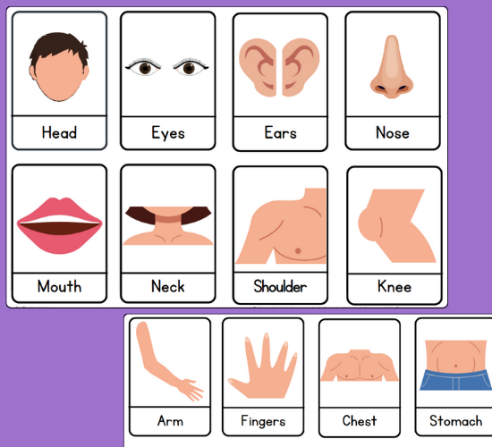 Body Parts Mini Flashcards