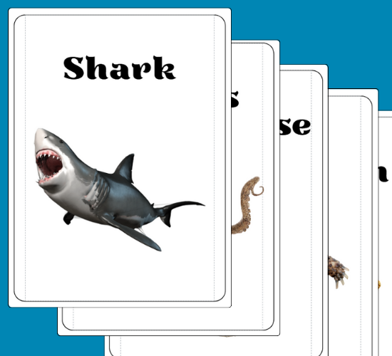Sea Creatures Flashcards