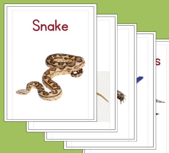 Reptiles and Amphibians Flashcards
