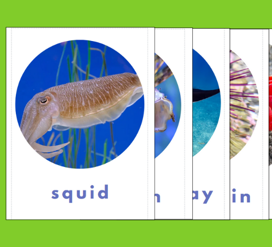 Fish Types Flashcards