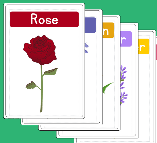 Amazing Flowers Flashcards